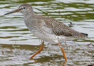 Common Redshank