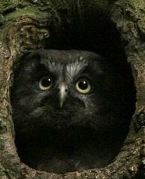 Boreal Owl