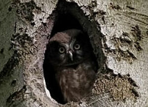 Boreal Owl