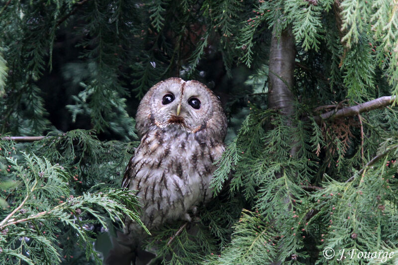 Tawny Owl male adult, identification