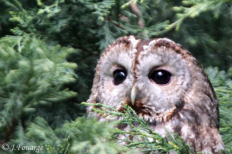 Tawny Owl, identification, Reproduction-nesting