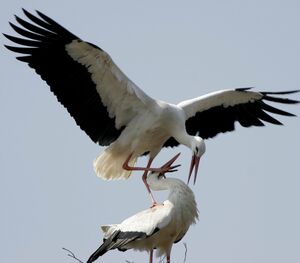 Cigogne blanche