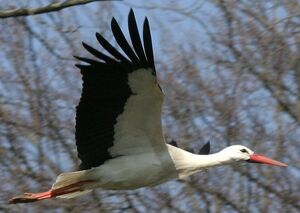 Cigogne blanche
