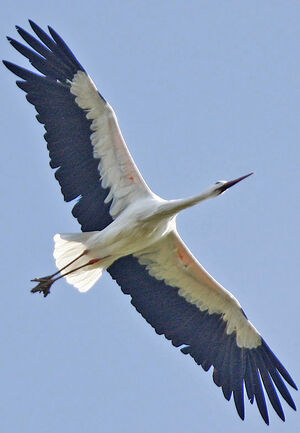 Cigogne blanche