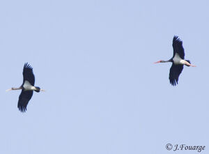 Cigogne noire