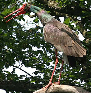Cigogne noire
