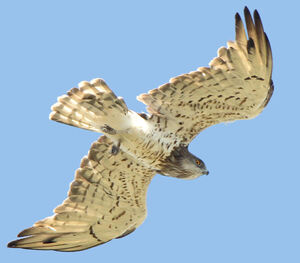 Short-toed Snake Eagle