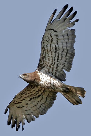 Short-toed Snake Eagle
