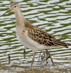 Ruff 
&copy; Jules Fouarge