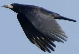 Corbeau freux