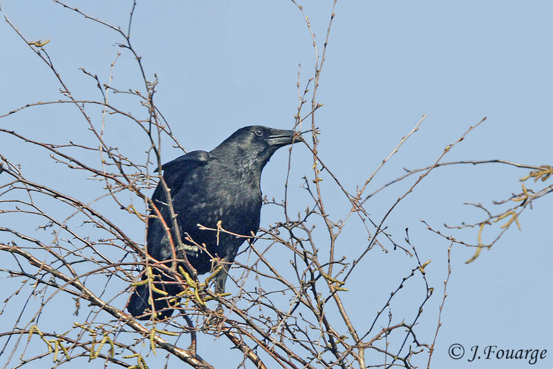 Carrion Crow, identification, Reproduction-nesting, Behaviour