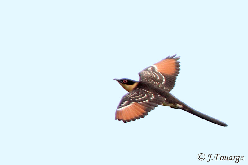 Great Spotted Cuckoojuvenile, Flight