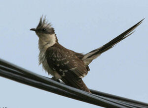Great Spotted Cuckoo 
&copy; Jules Fouarge