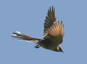 Great Spotted Cuckoo 
&copy; Jules Fouarge