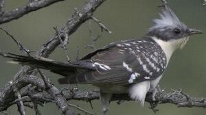 Great Spotted Cuckoo 
&copy; Jules Fouarge