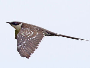 Great Spotted Cuckoo 
&copy; Jules Fouarge