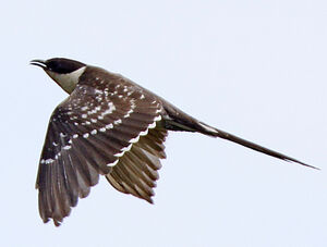Great Spotted Cuckoo 
&copy; Jules Fouarge