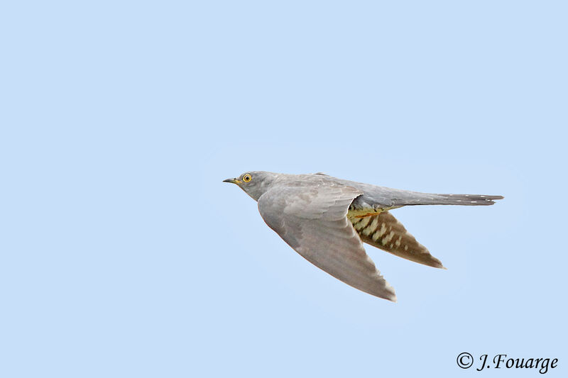 Common Cuckooadult, Flight