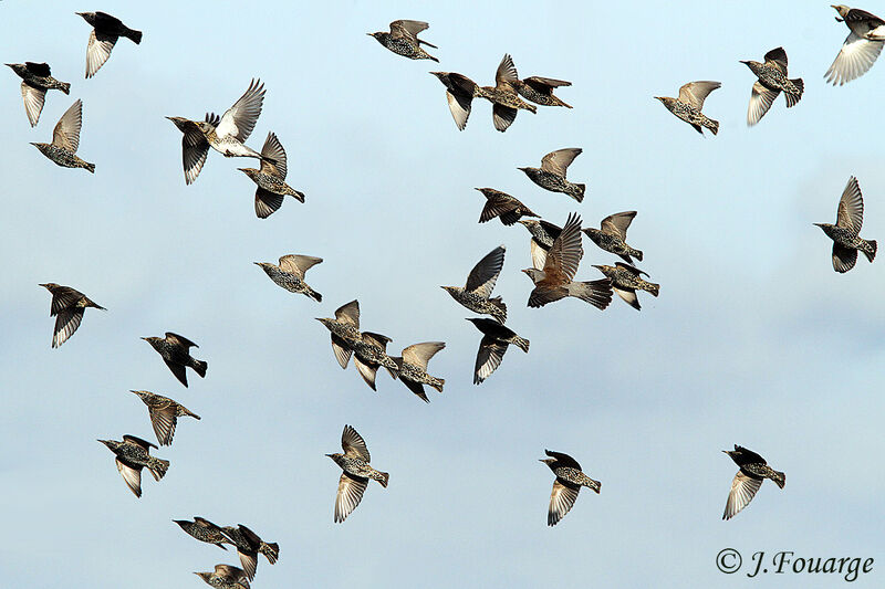 Common Starling, Flight