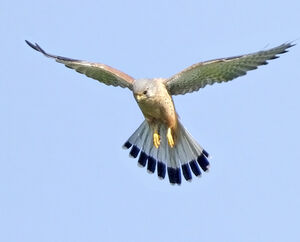 Common Kestrel