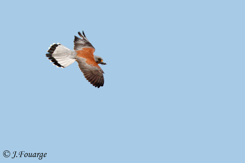Lesser Kestrel male adult, Flight