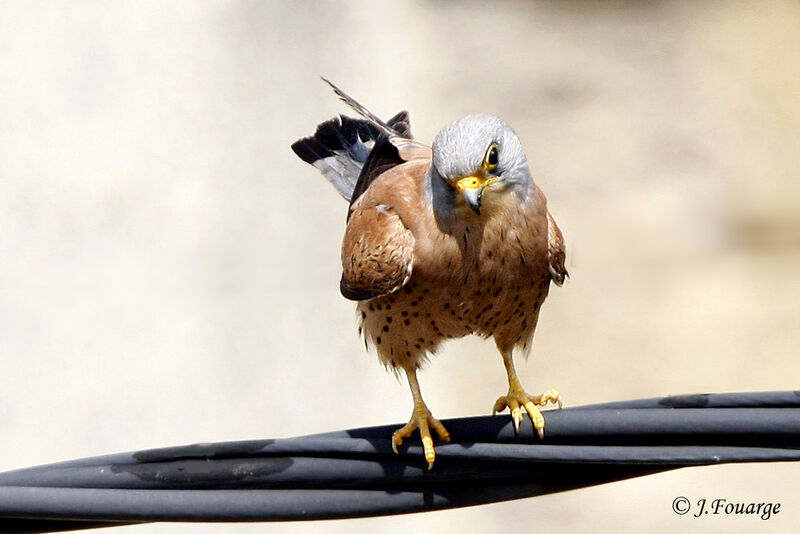 Faucon crécerellette mâle adulte