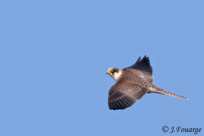 Red-footed Falconjuvenile