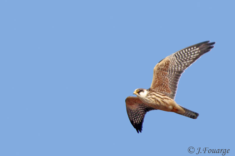 Red-footed Falconjuvenile