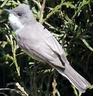 Lesser Whitethroat 
&copy; Jules Fouarge