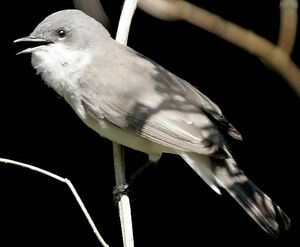 Lesser Whitethroat 
&copy; Jules Fouarge