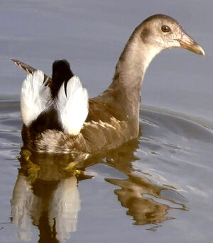 Common Moorhen