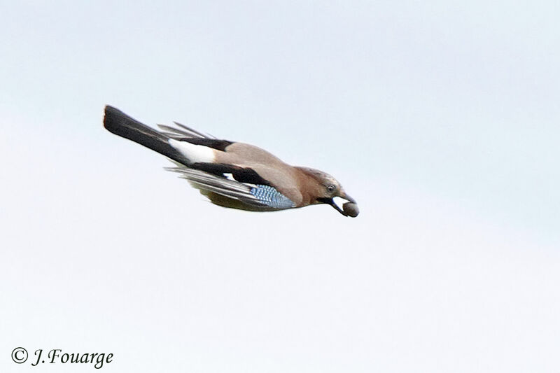 Eurasian Jay, Flight, feeding habits, Behaviour