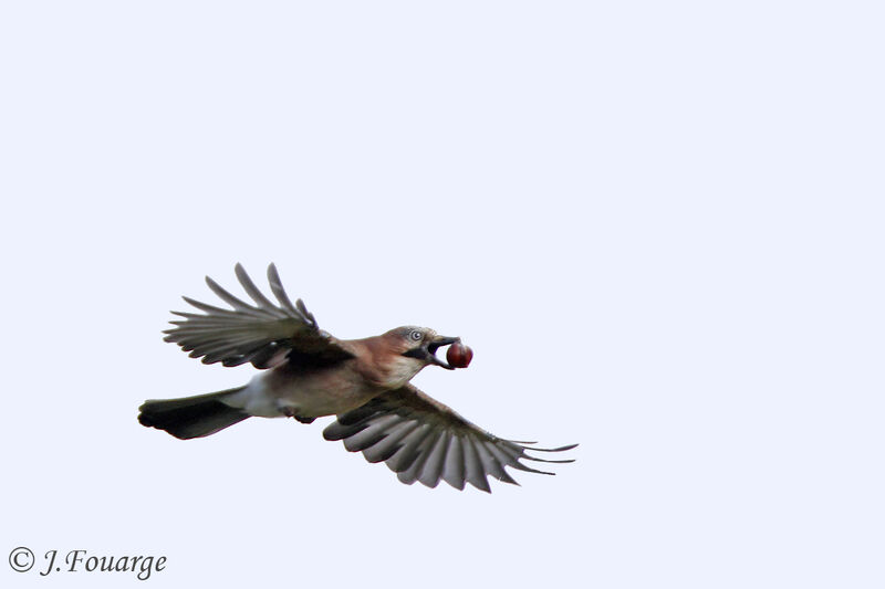 Eurasian Jay, Flight, feeding habits, Behaviour