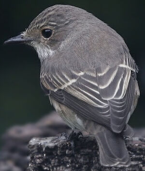 Spotted Flycatcher 
&copy; Jules Fouarge