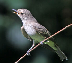 Spotted Flycatcher 
&copy; Jules Fouarge