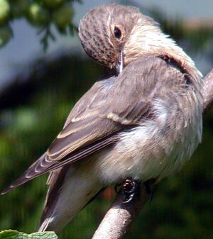 Spotted Flycatcher 
&copy; Jules Fouarge