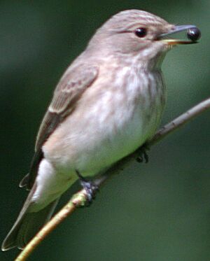 Spotted Flycatcher 
&copy; Jules Fouarge