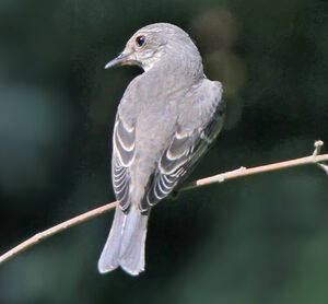 Spotted Flycatcher 
&copy; Jules Fouarge