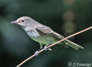 Spotted Flycatcher 
&copy; Jules Fouarge