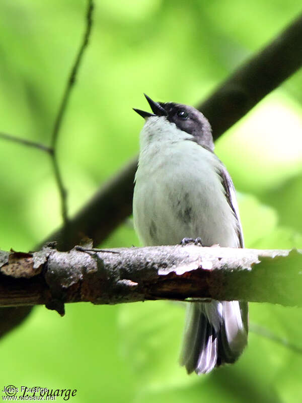 European Pied Flycatcher male adult, Reproduction-nesting, song