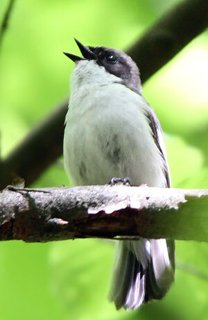 Gobemouche noir