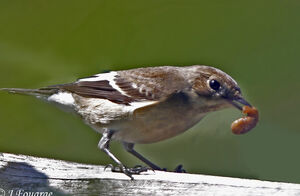 European Pied Flycatcher