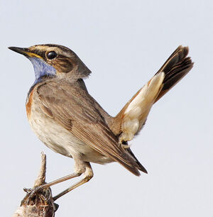 Bluethroat