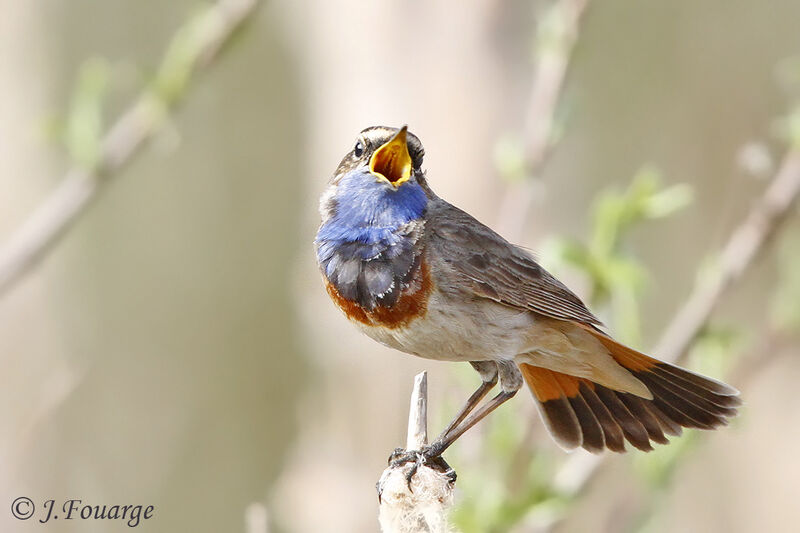Bluethroat male adult, song, Behaviour