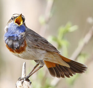 Bluethroat