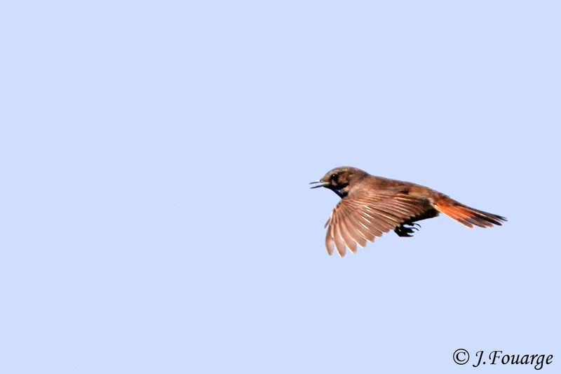 Bluethroat male adult, Flight