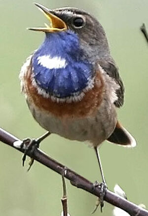 Bluethroat