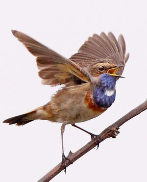 Bluethroat