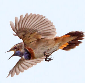 Bluethroat