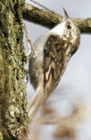 Eurasian Treecreeper